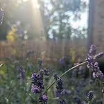 Calluna * Winsen