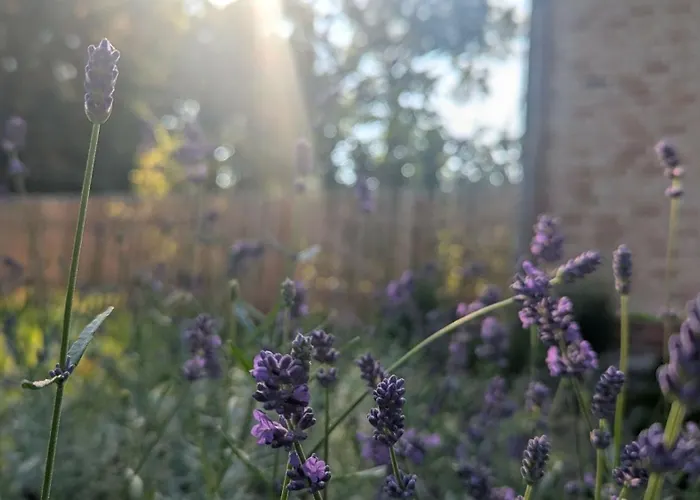 Calluna * Winsen an der Aller